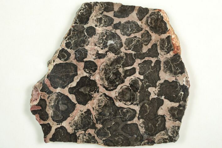 Polished Linella Avis Stromatolite Slab - Million Years #208076